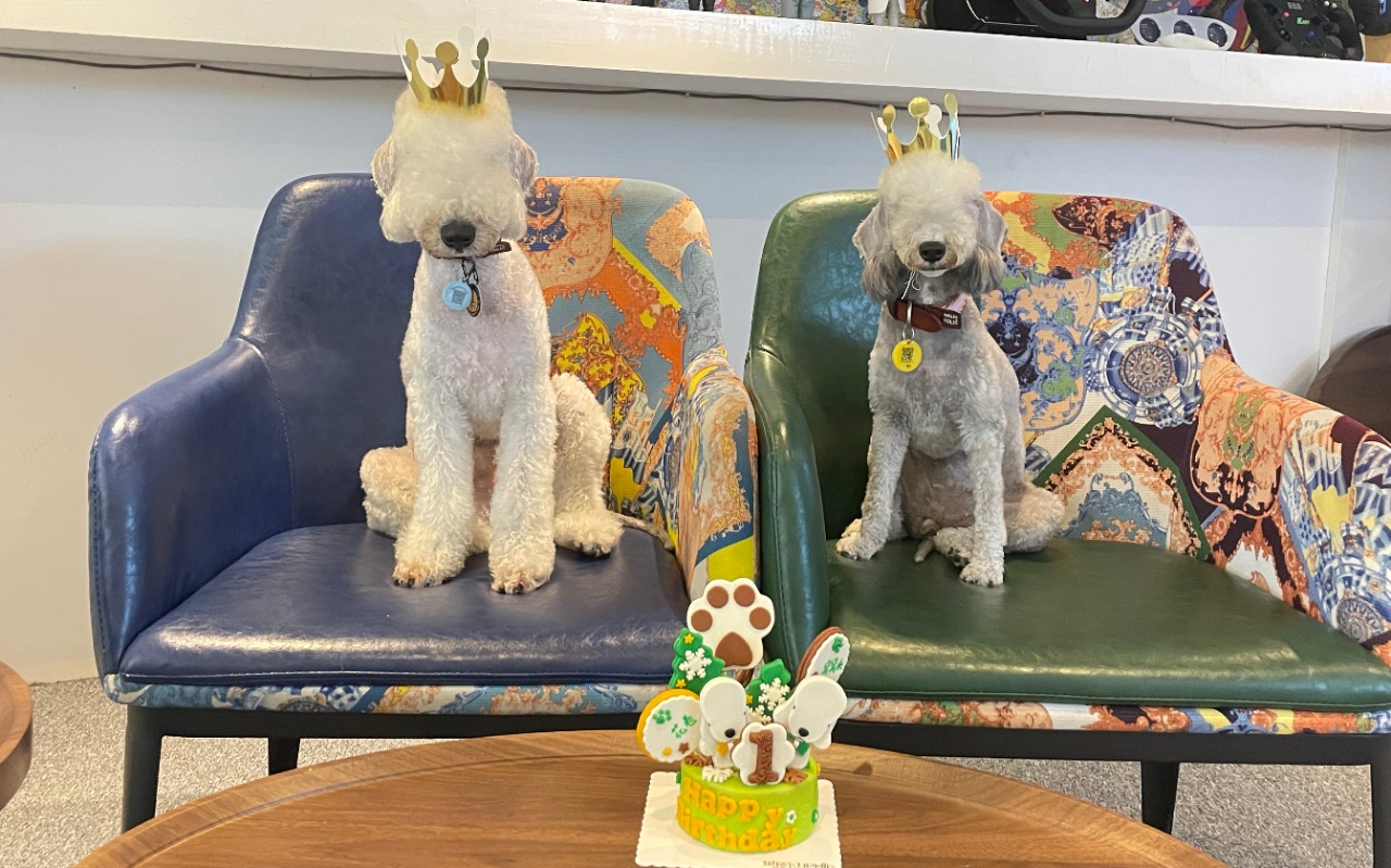 订制鲜粮导致宠物入院?宠爱四季品牌:与订制鲜粮无关