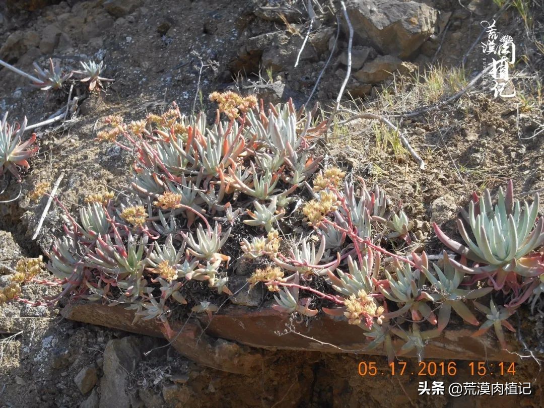 美国加州海岸仙女杯,美国仙女杯