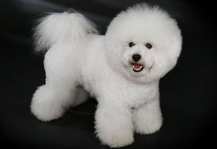 一些常见的宠物狗价格是多少,10种常见的宠物狗价格