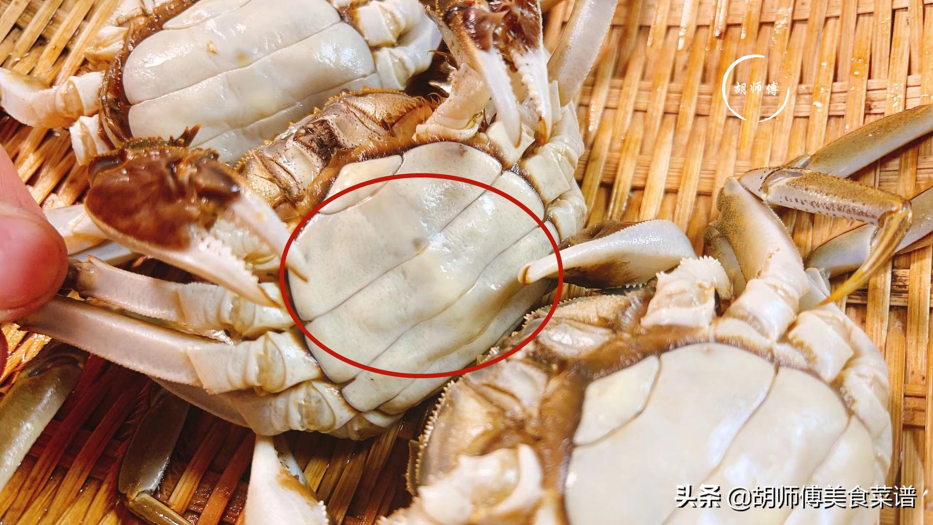 选螃蟹是青壳还是黄壳,螃蟹软壳好还是硬壳好