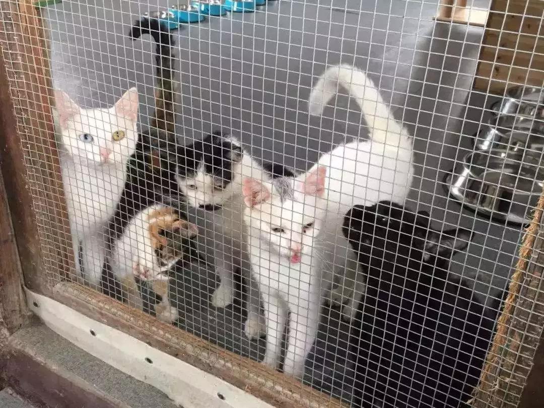 流浪猫在冬天怎么办,流浪猫猫冬天怎么保暖最好