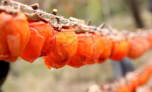 摘柿子做柿饼,摘了好几天的柿子能做柿饼吗
