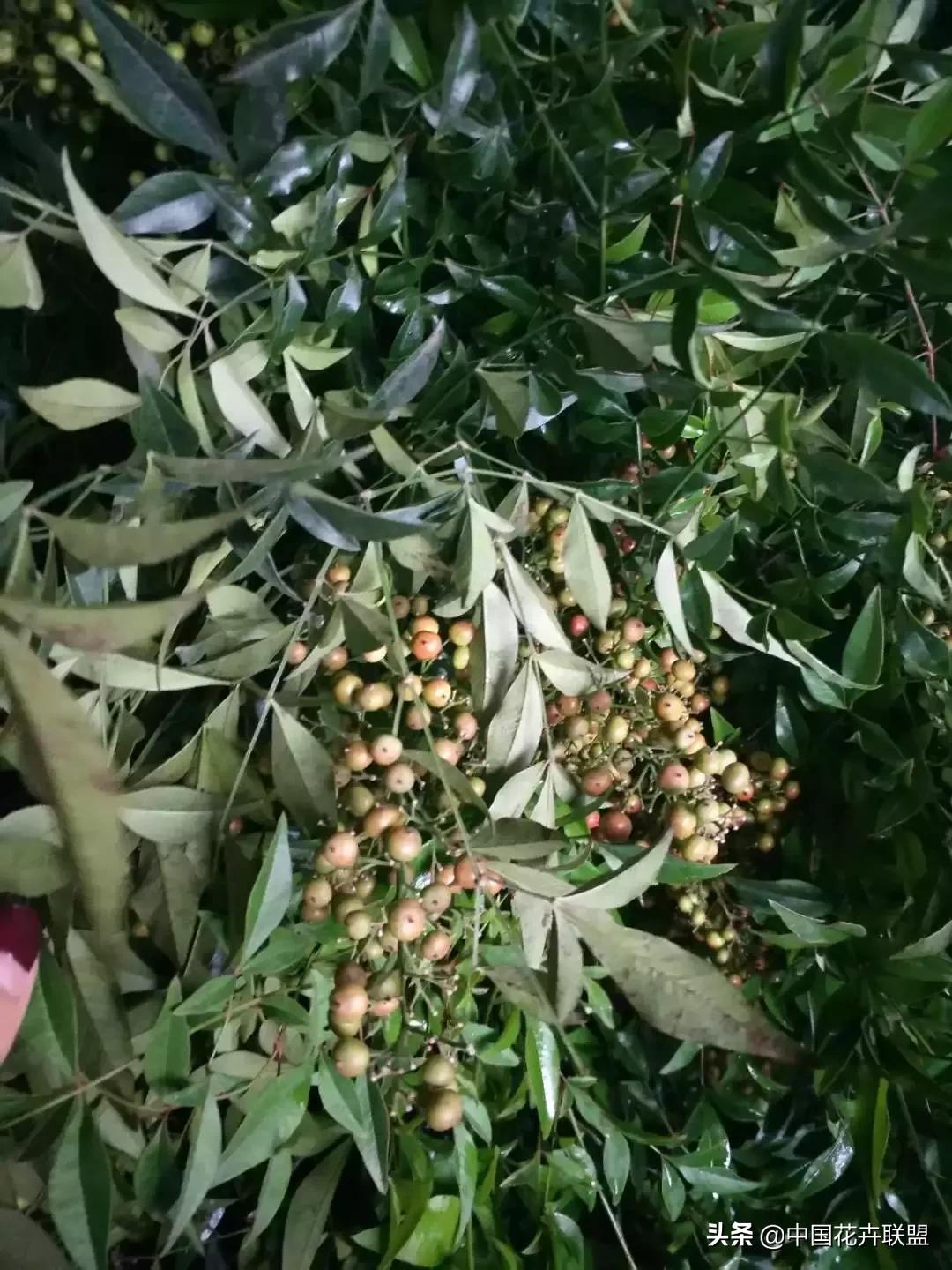 春天花市有哪些花材,便宜又大把的花材有哪些