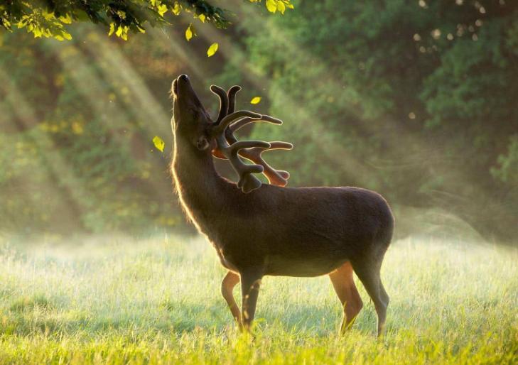 为什么小鹿会出现在诗歌中 (小鹿的象征意义是什么呢)