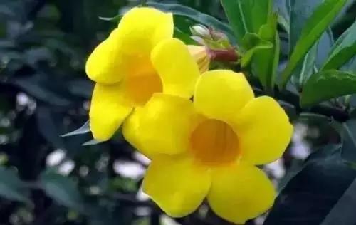 河南城市的市花有哪些花,全国56市市花图片