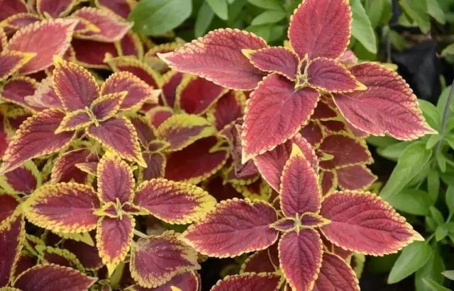 一次性摘各种各样的水果,一次性种很多草莓会怎么样