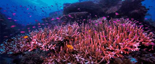 你对海洋了解多少个视频,你对海洋馆了解多少