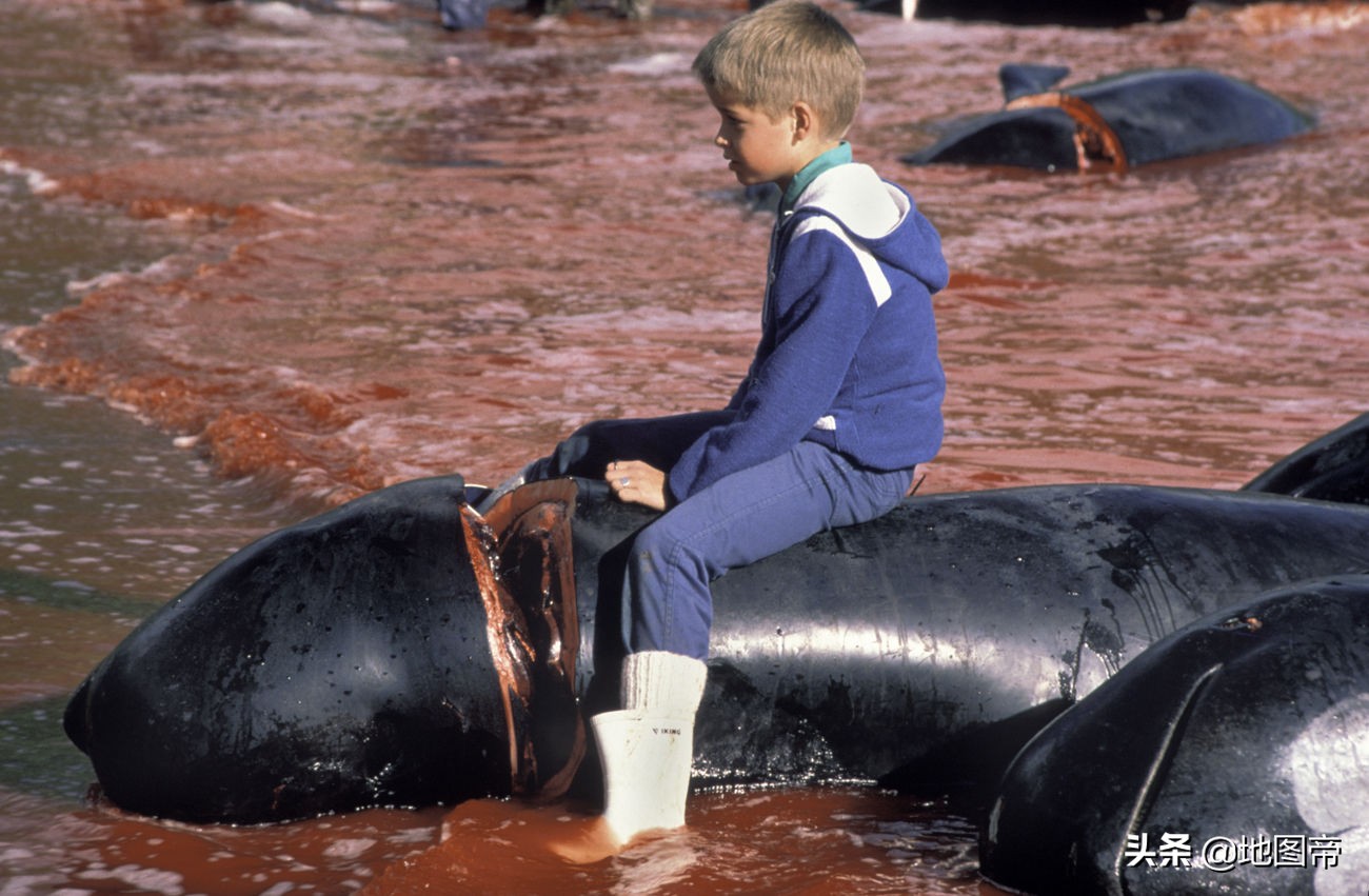 围杀领航鲸,血溅法罗群岛,丹麦不怕航拍吗?