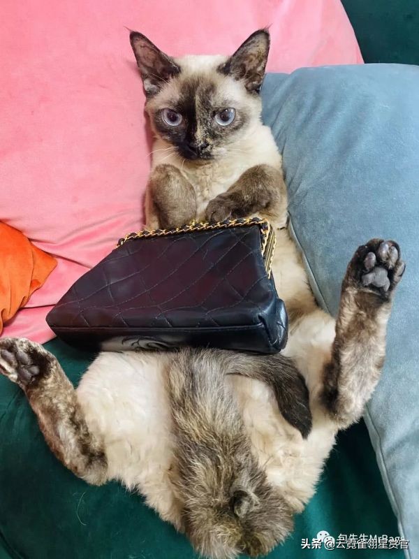 大家的包包和宠物,都太可爱了!