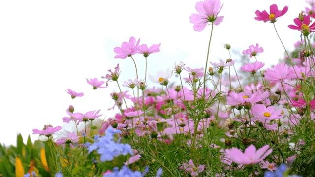 深圳网红公园地铁站,深圳地铁最近有什么公园