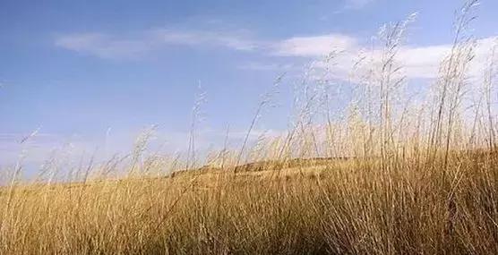 4万多首唐诗，最少会背这10首！