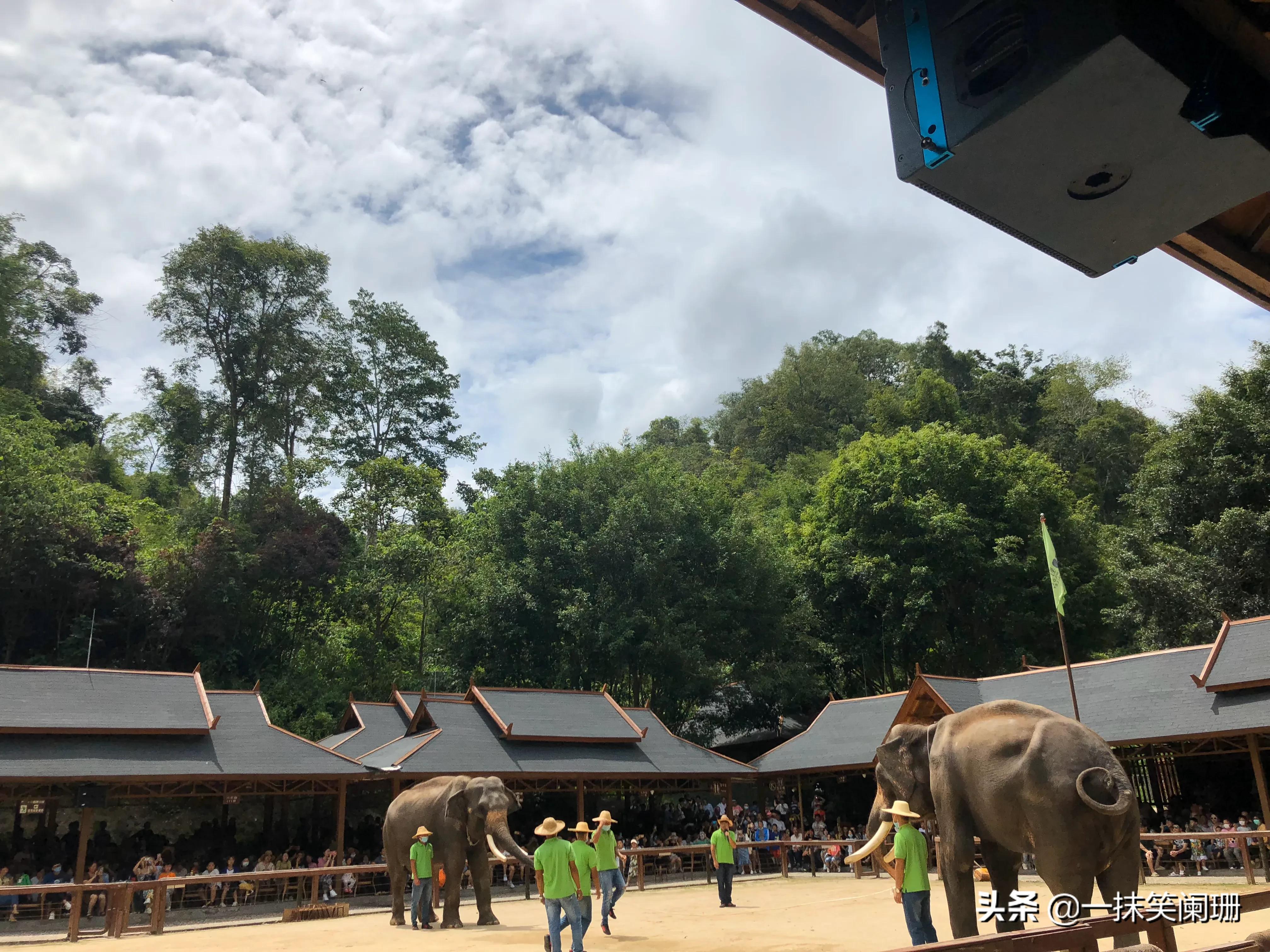 云南西双版纳野象谷大象学校表演,西双版纳野象谷大象表演时间表