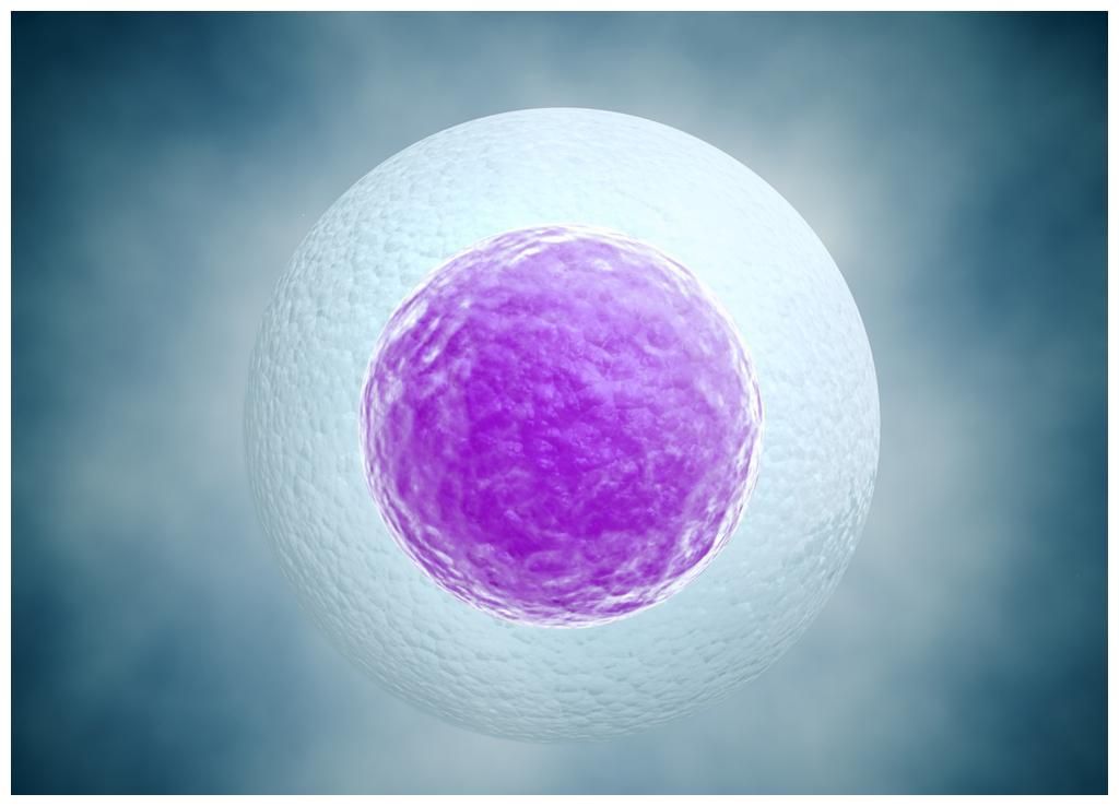 研究表明卵子具有选择性,科学家发现卵子对精子偏爱