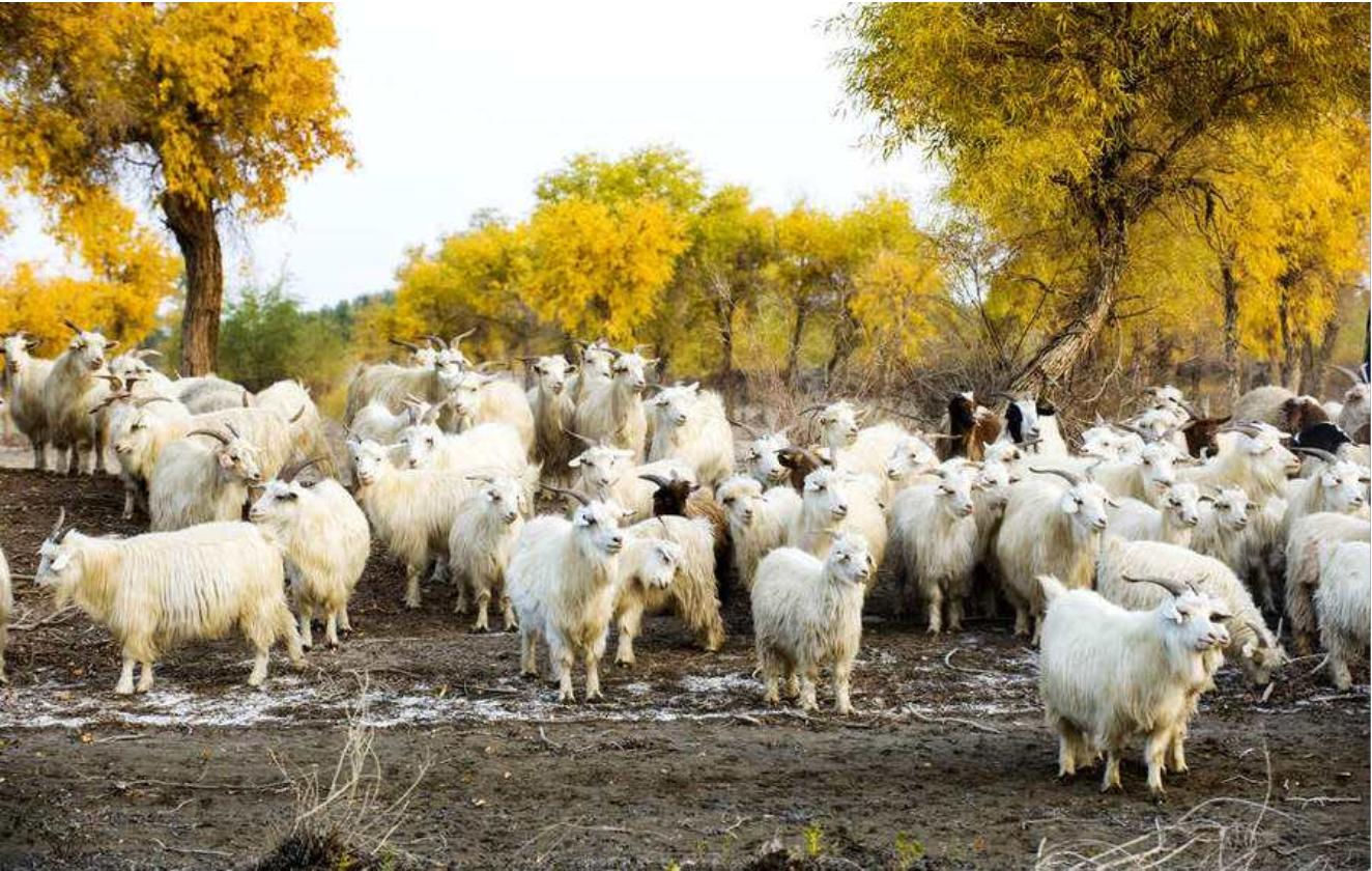 塔里木河沙漠绿洲,尉犁塔里木胡杨林自然保护区