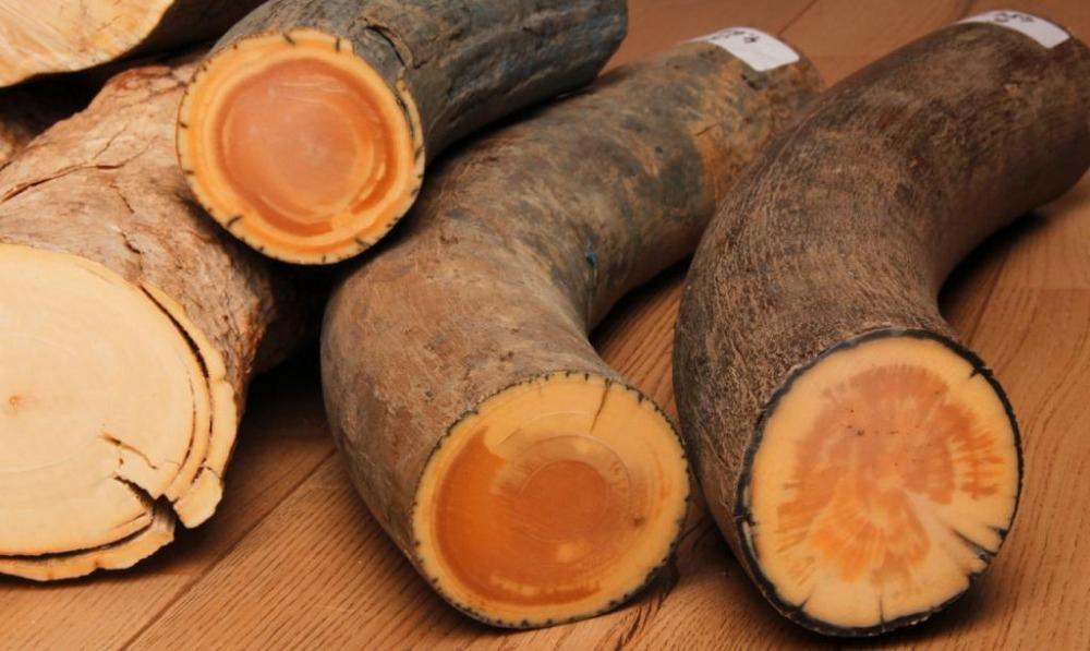 喜欢猛犸象的人,猛犸牙教程