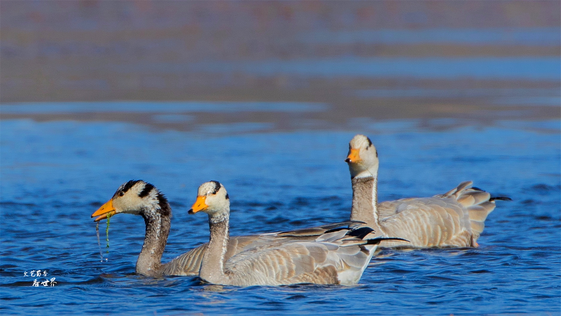 西藏最美十大湖,西藏最美的八大湖