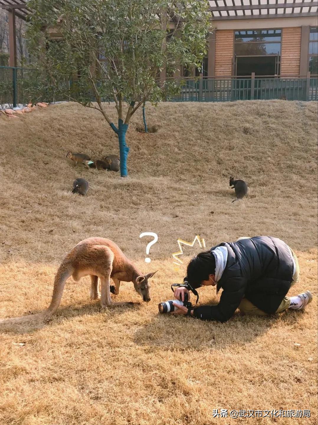 武汉野生动物王国营业时间,武汉野生动物王国有哪些园区