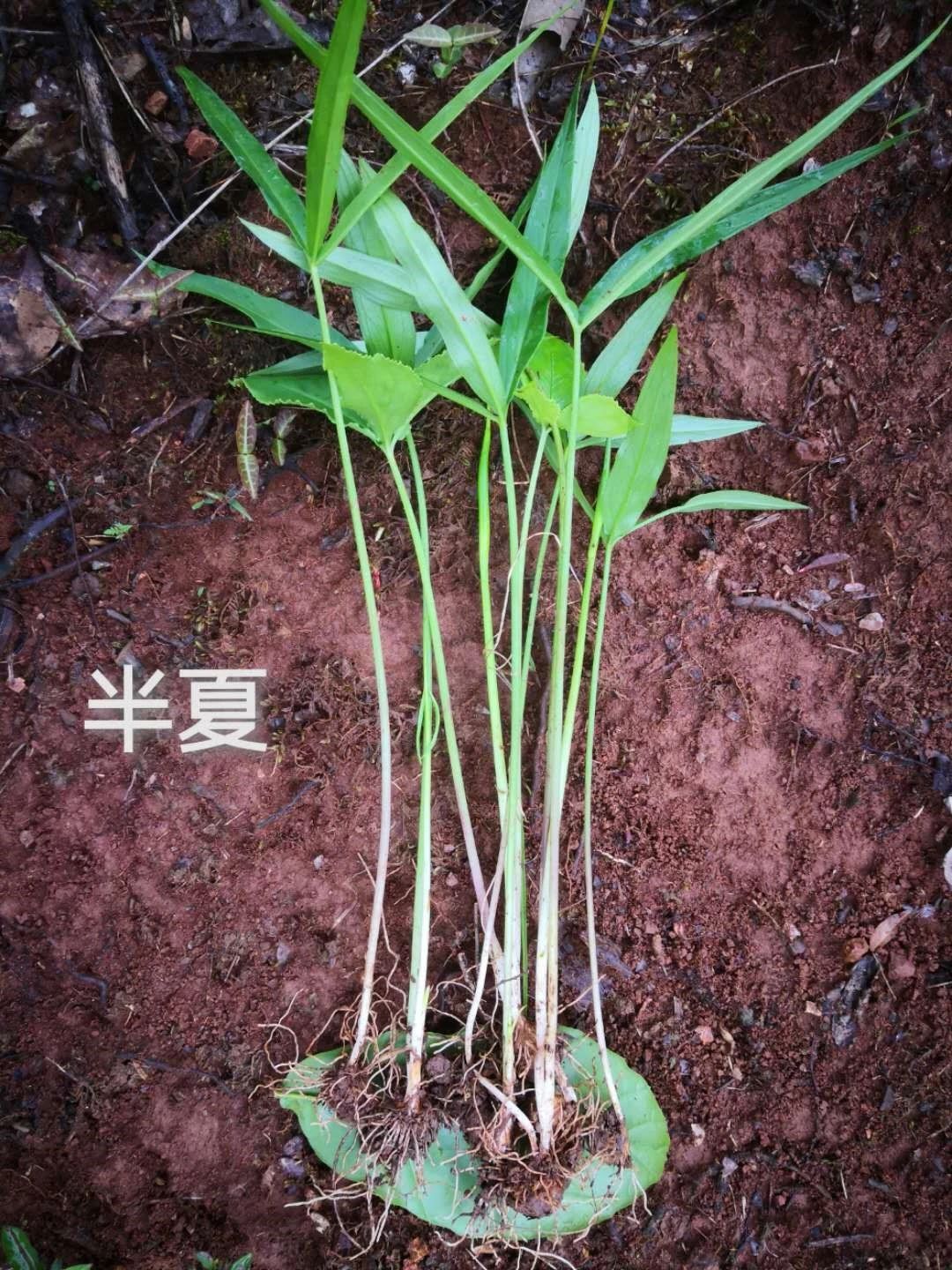 半夏有毒生姜可解,半夏有毒对身体有什么危害