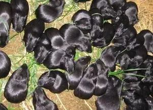 北方农业种植致富项目,农业种植致富项目有什么