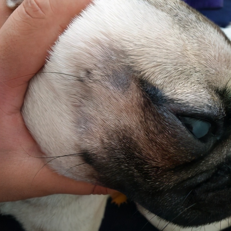 巴哥犬好养吗斗牛犬好养吗,巴哥犬为什么禁养