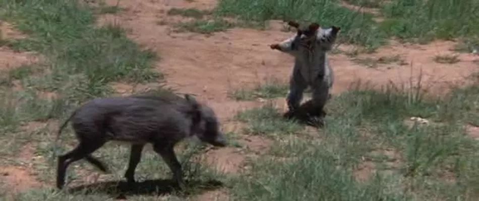 记录中国各种珍稀动物的纪录片,20分钟大自然动物世界纪录片