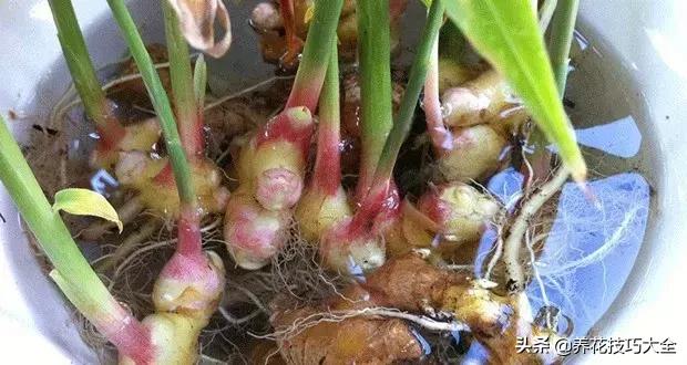 生姜可以直接埋花盆的土里保存吗,生姜在沙里发芽可以直接种植吗