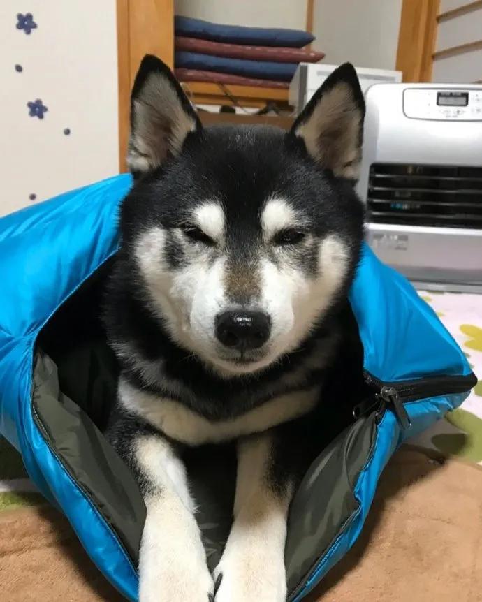 gear鏂版,gear鍏ㄦ柊棰勫憡