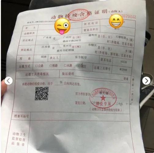 网约车猫咪托运,小猫可以用顺风车托运么