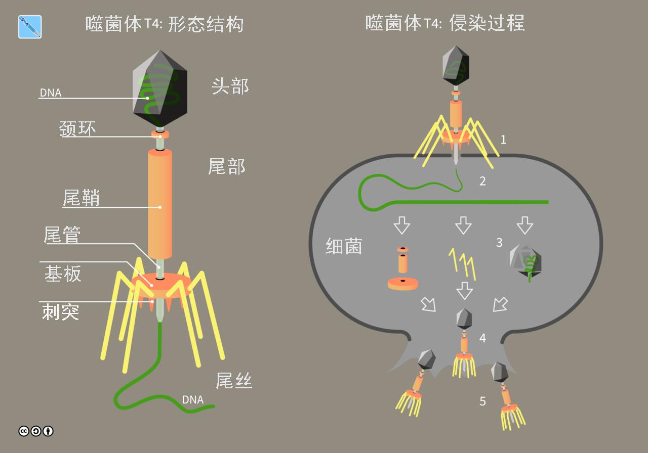 病毒与细胞起源与发展的关系,病毒与细胞起源关系