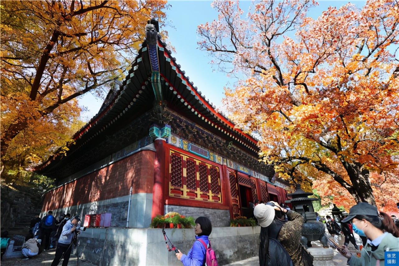 北京香山红叶林观看最佳月份,北京香山红叶最佳观赏期是在几月