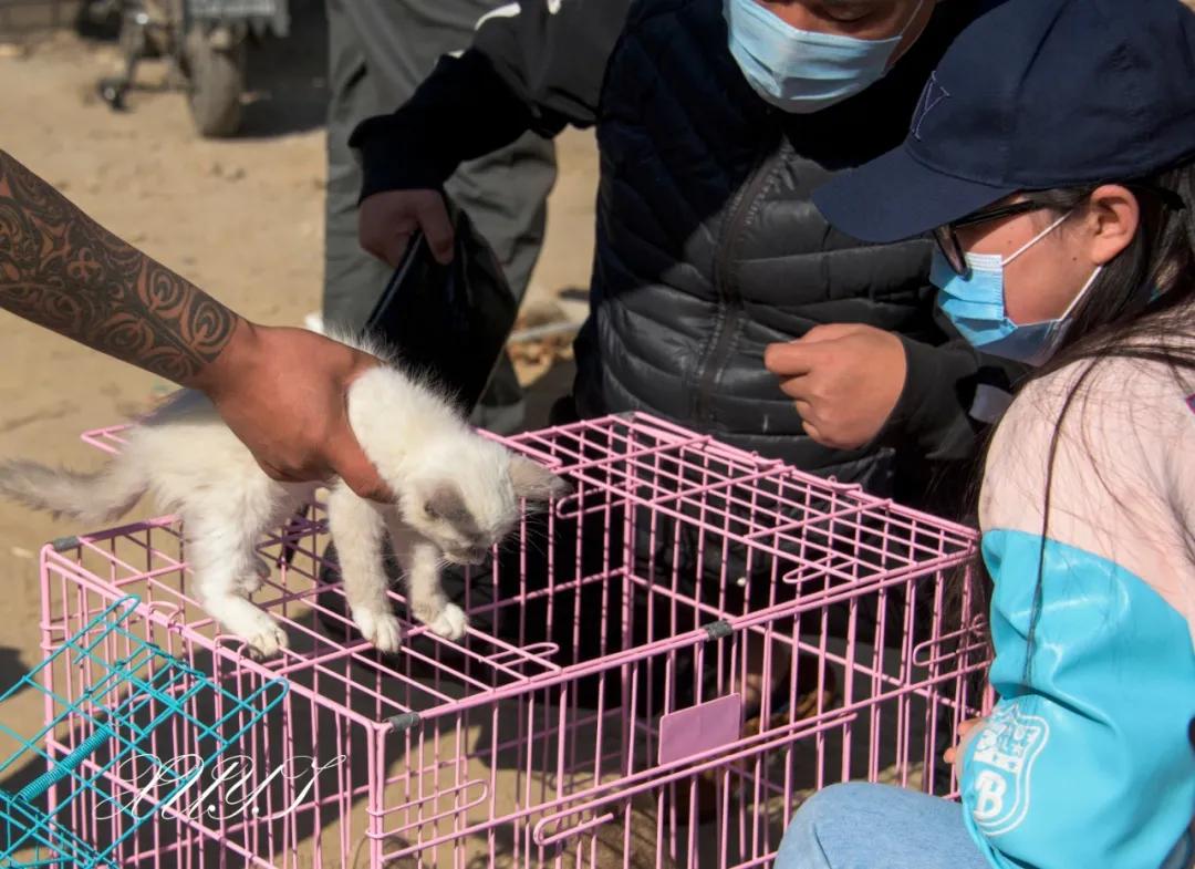 天津徐庄子宠物市场,天津北辰小街桥下宠物市场