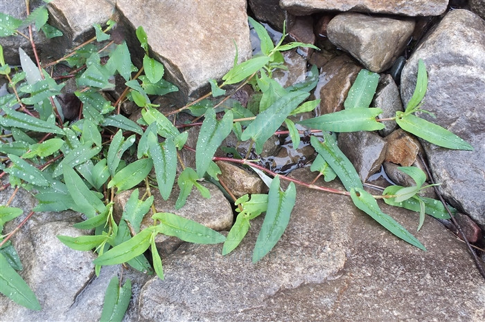 雀翘,润燥止痒药能治带状疱疹痒吗