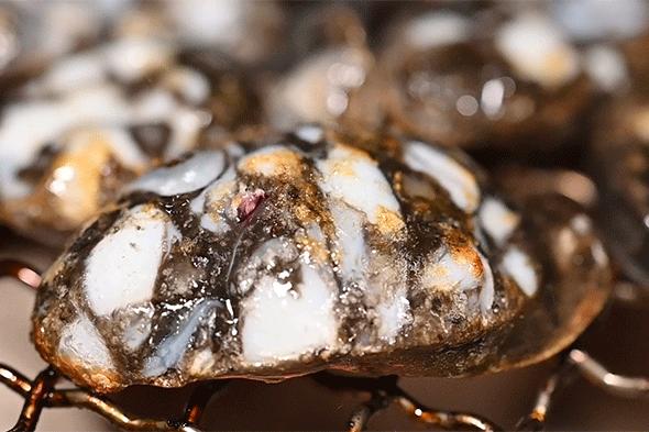 广州top1韩式烤肉店,广州烤肉top1