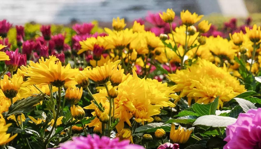 如今的世界之窗,介绍世界之窗