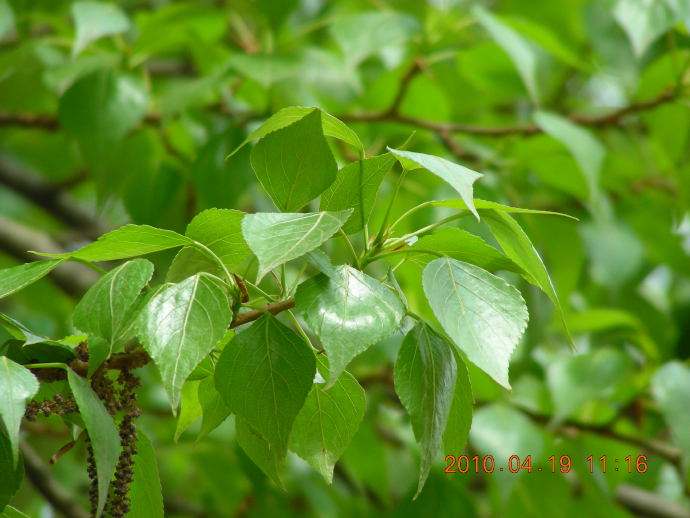 畜禽拉稀用什么药最好,治疗猪牛羊腹泻