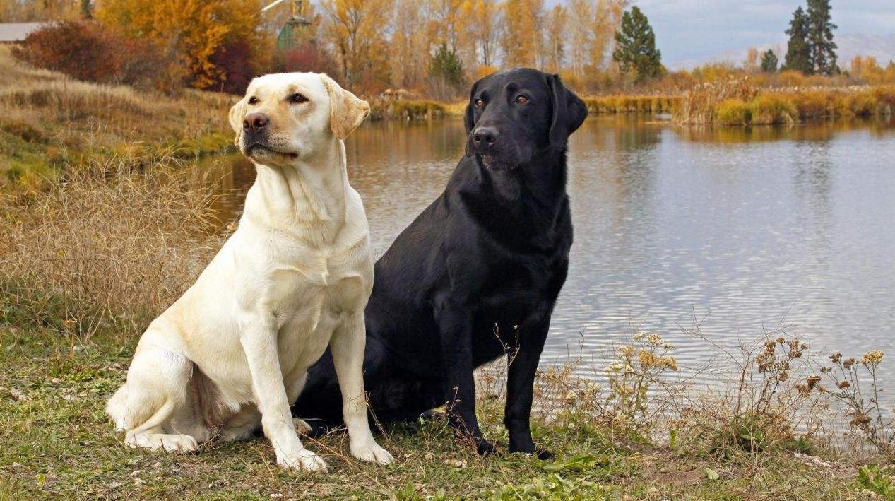 拉布拉多犬的优点和缺点家养犬,拉布拉多和金毛的优点和缺点