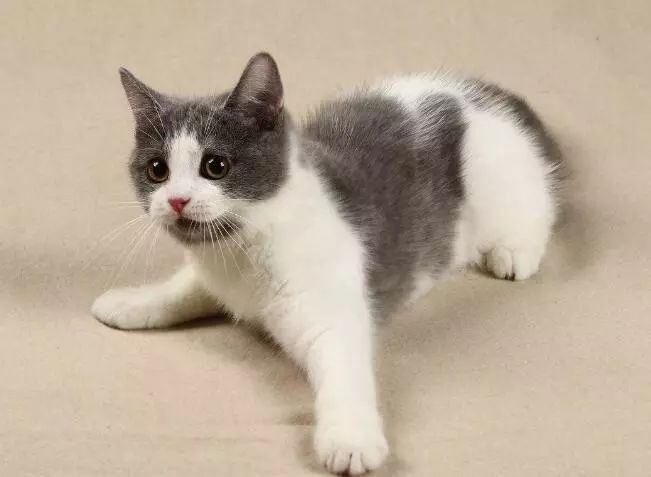 猫咪皮肤病的预防和治疗,猫咪能传染给人的皮肤病