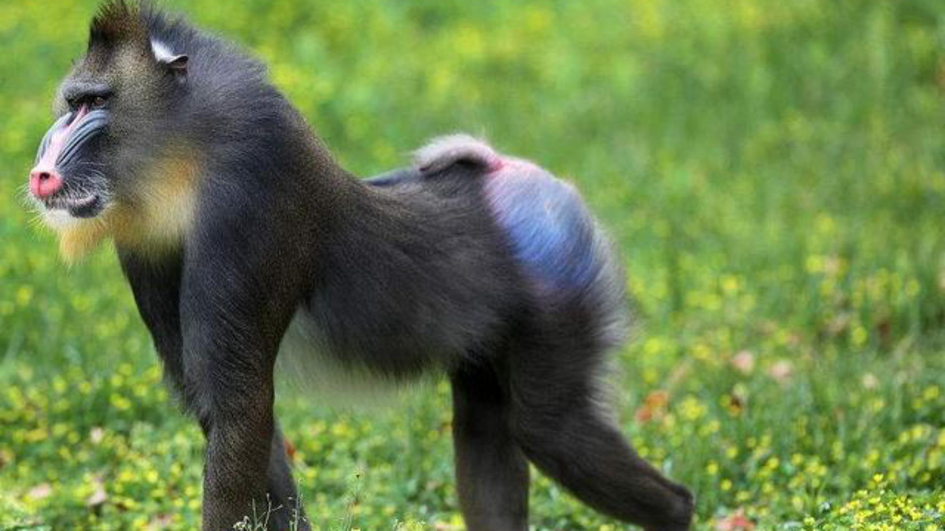 非洲山鬼，猴族*物尤**—山魈，并非鬼怪，而是现实版的“美猴王”