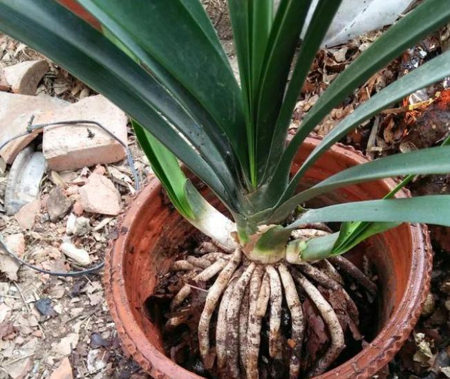 浇花放这二种小药片,浇花加点小药片