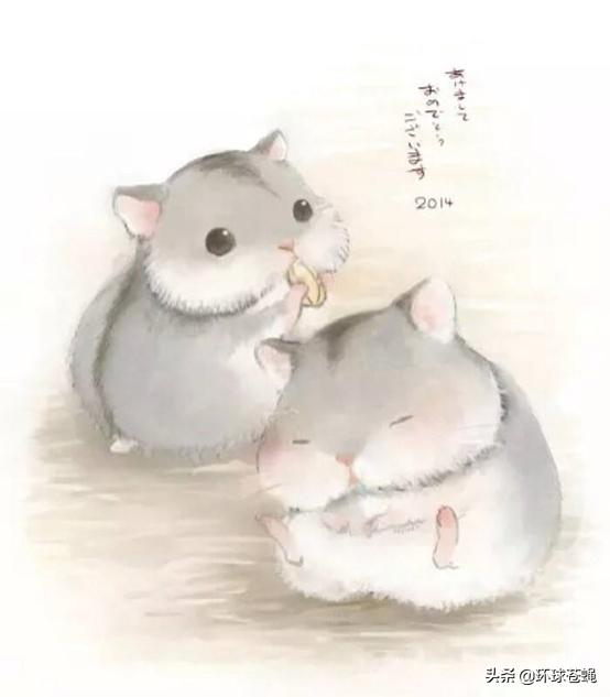 仓鼠常识必须知道,仓鼠和仓鼠有什么不同点