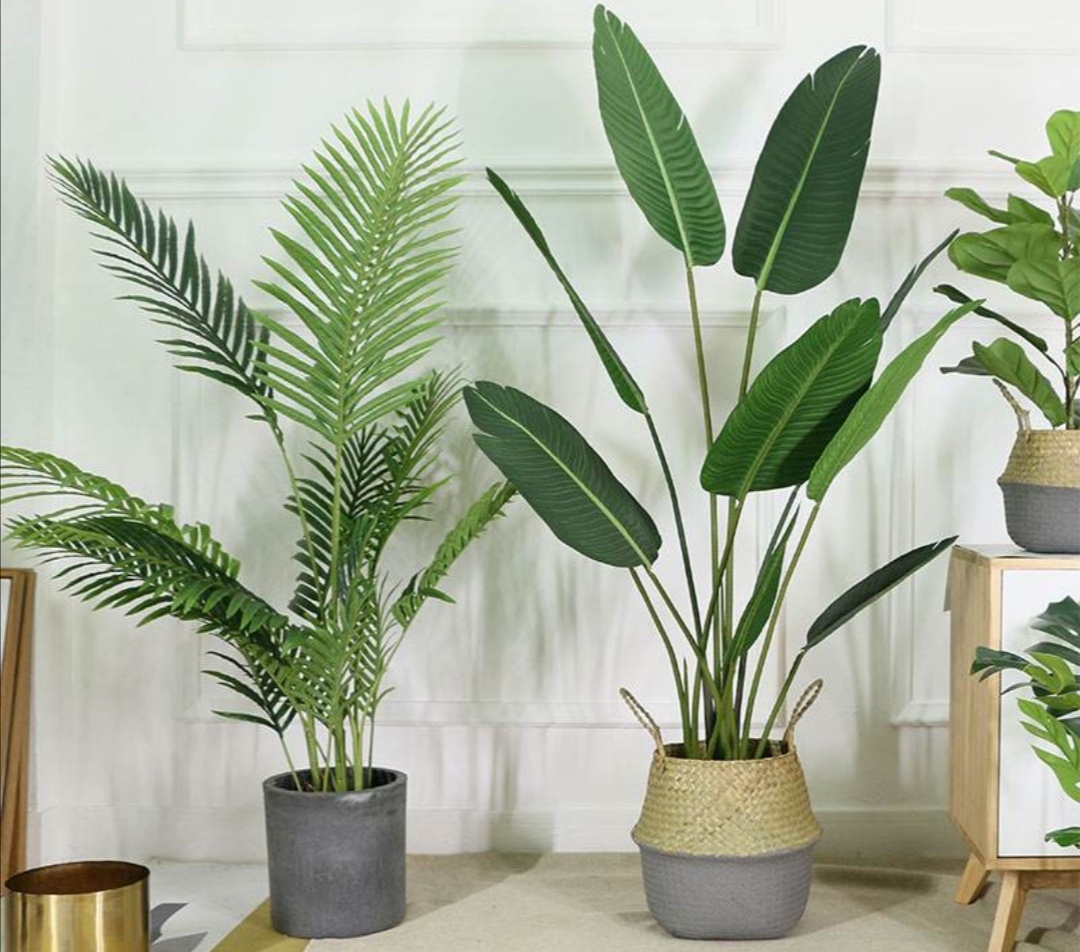 家里养花叶面喷什么水,花叶发黄养花小妙招