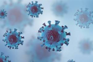 携带埃博拉病毒的动物,携带病毒最多的动物