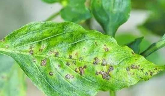 植物细菌性的病害由什么引起的,植物细菌性的病害用什么药