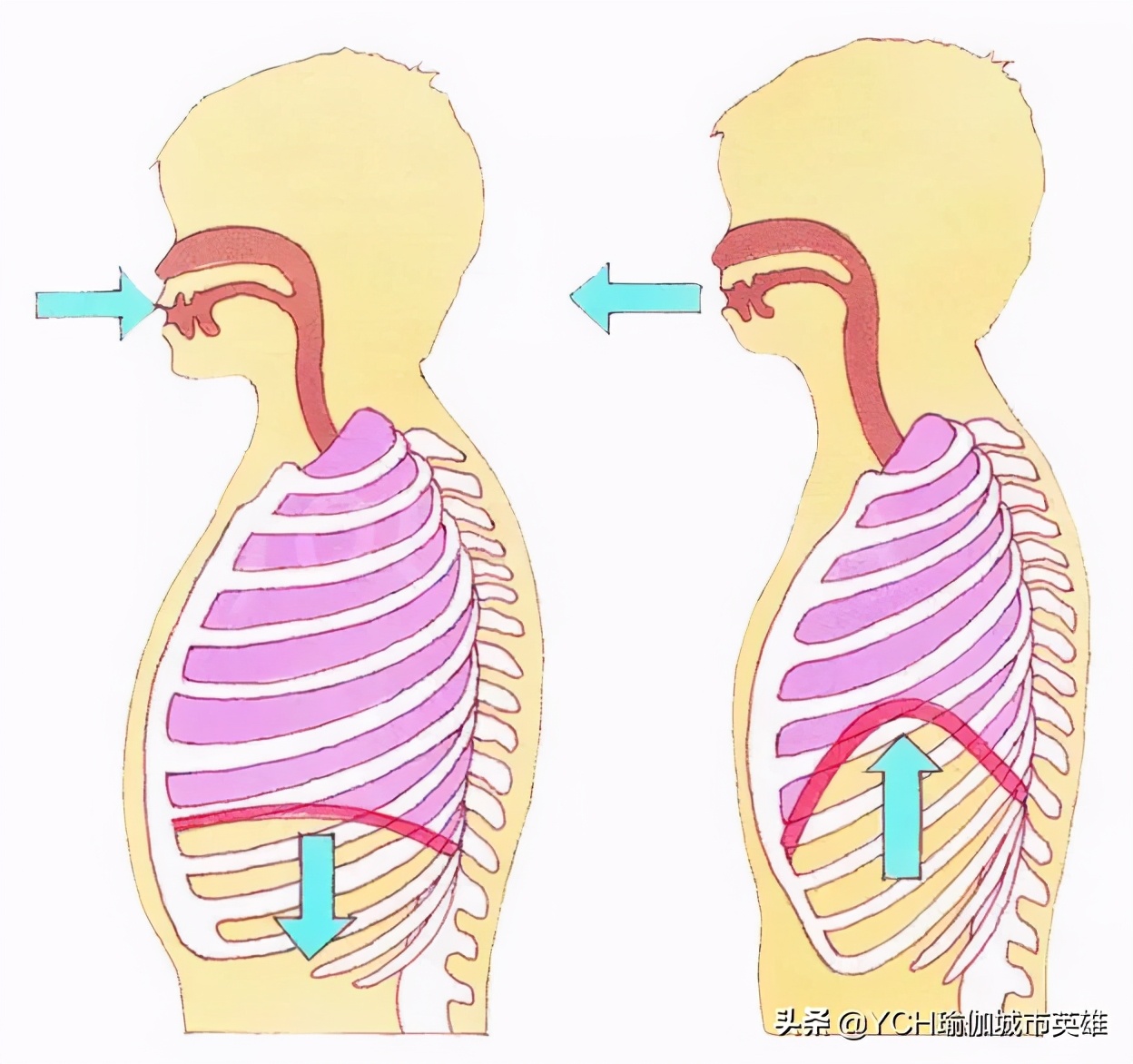 瑜伽吸气收腹还是呼气收腹,瑜伽动作都是收腹练习吗