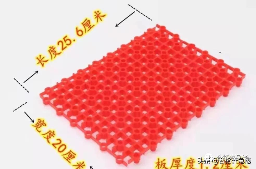 养龟细节与技术,养龟龙眼叶红色与绿色的哪个好