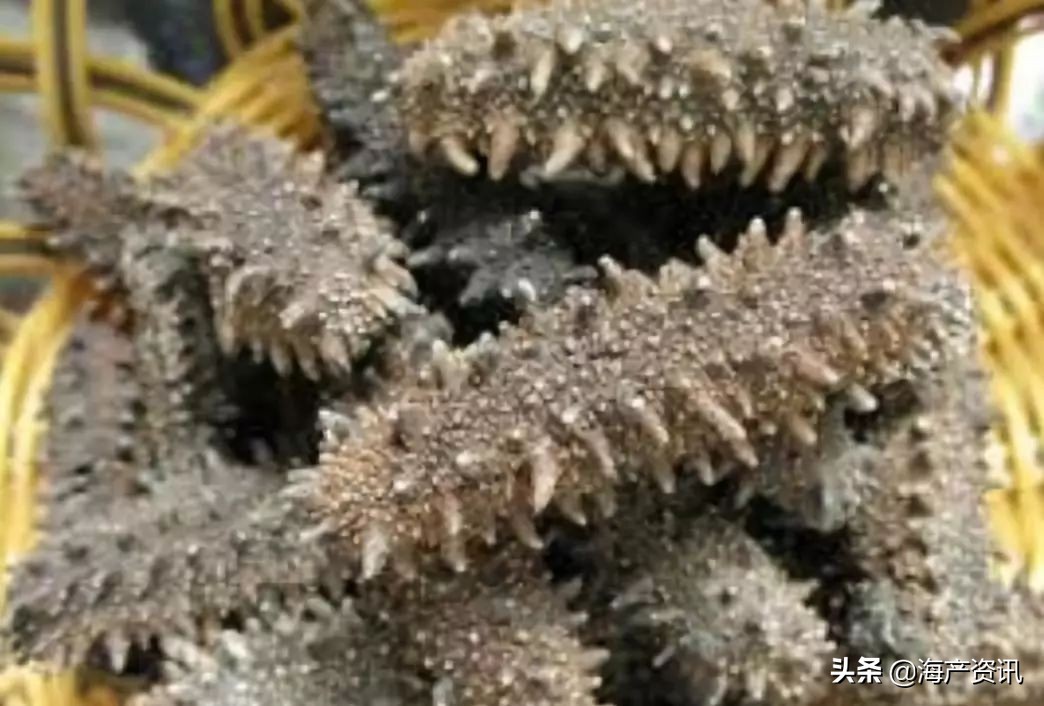 加拿大进口即食海参,加拿大超市抢购现状