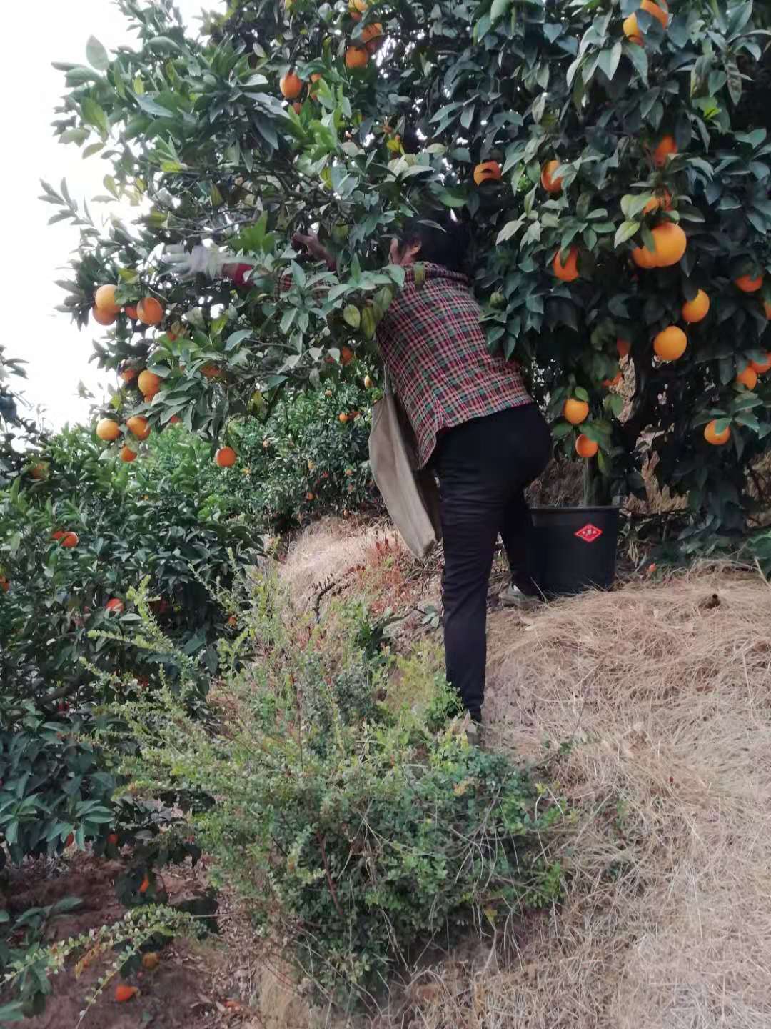 赣南脐橙江南市场价格,赣南脐橙黄龙果市场价格