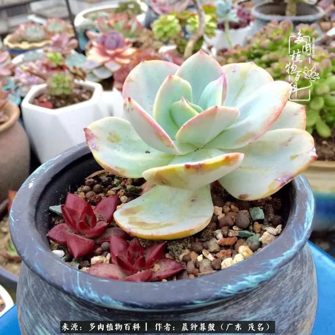 轻轻地告诉你,我的多肉也曾美过,不信你看看