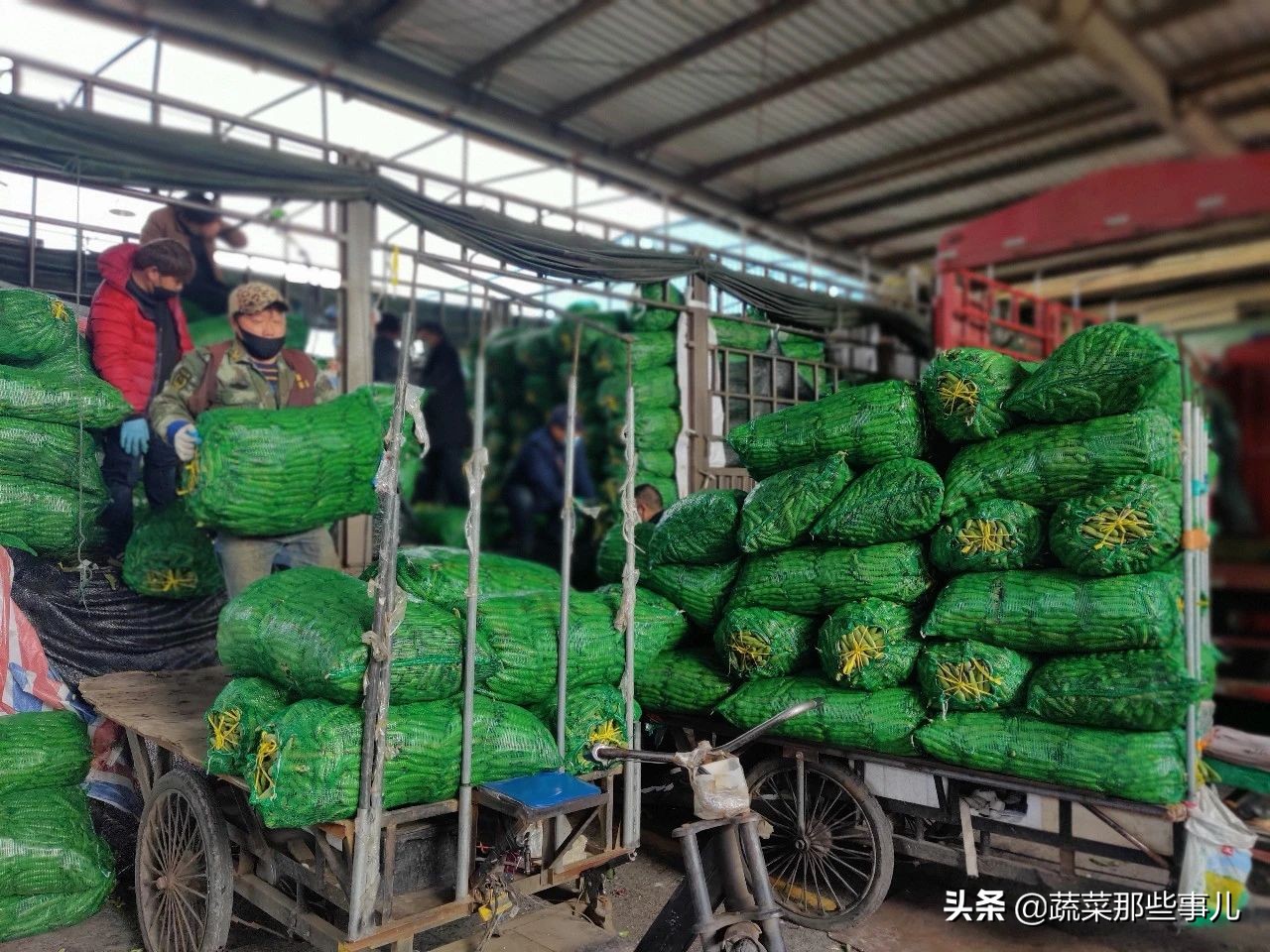 今日上海江桥带壳鲜蚕豆批发价,上海江桥批发市场蚕豆最新价格
