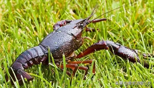 农村没技术适合干什么,没本钱没技术在农村怎么创业项目